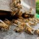 Пчелы, пасека, пчеловодство