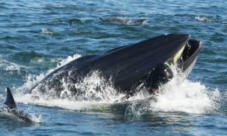 У побережья ЮАР кит едва не проглотил дайвера