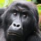 Руководство зоопарка решила списать пропажу выручки на голодную гориллу