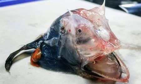 Фото морского существа взбудоражило пользователей сети